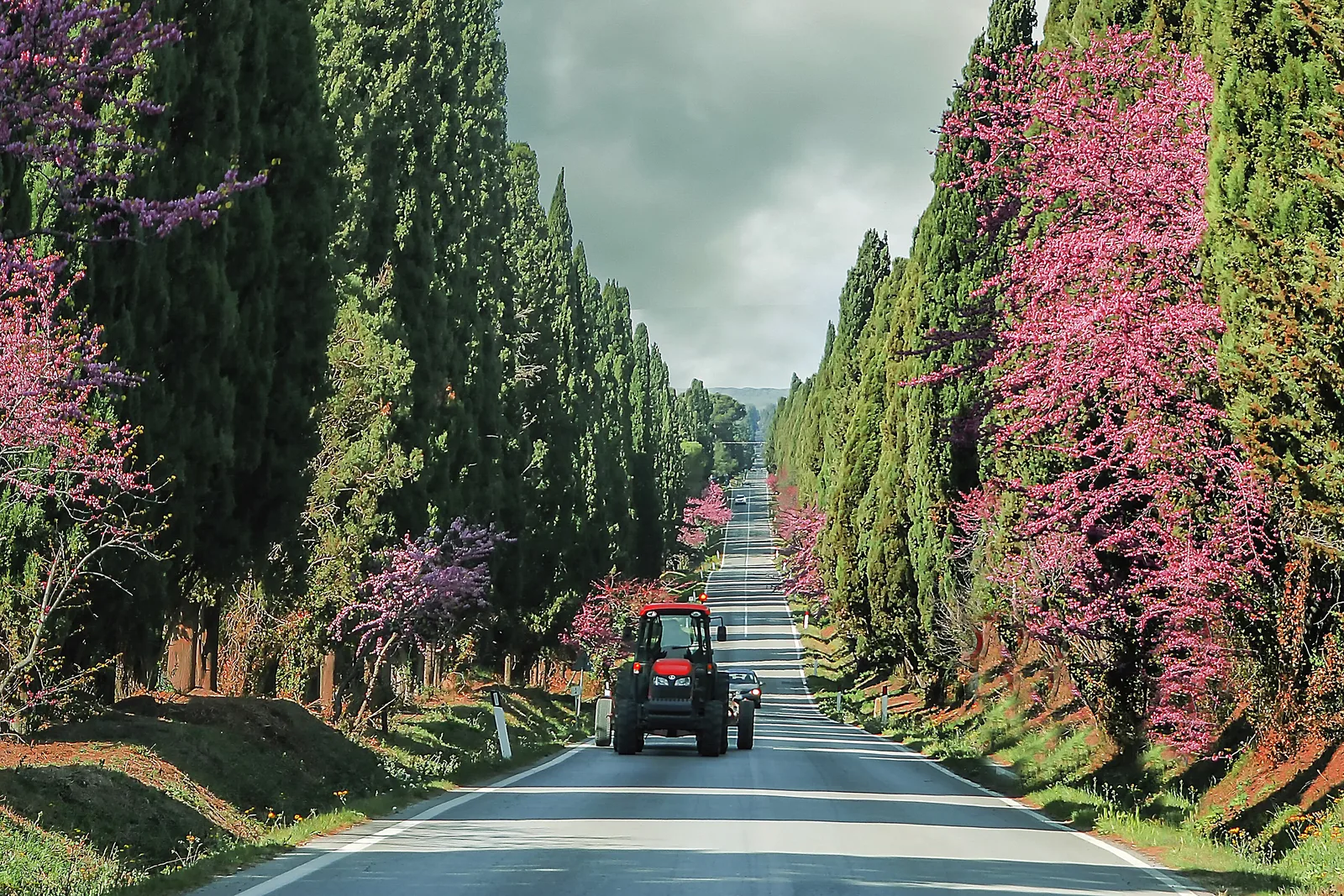 Bolgheri e il viale dei cipressi, tra vino e Carducci
