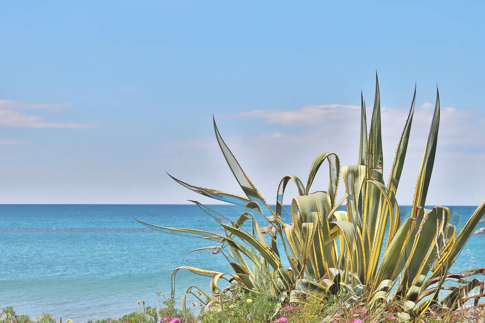 Il mare turchese del Golfo di Follonica tra le agavi