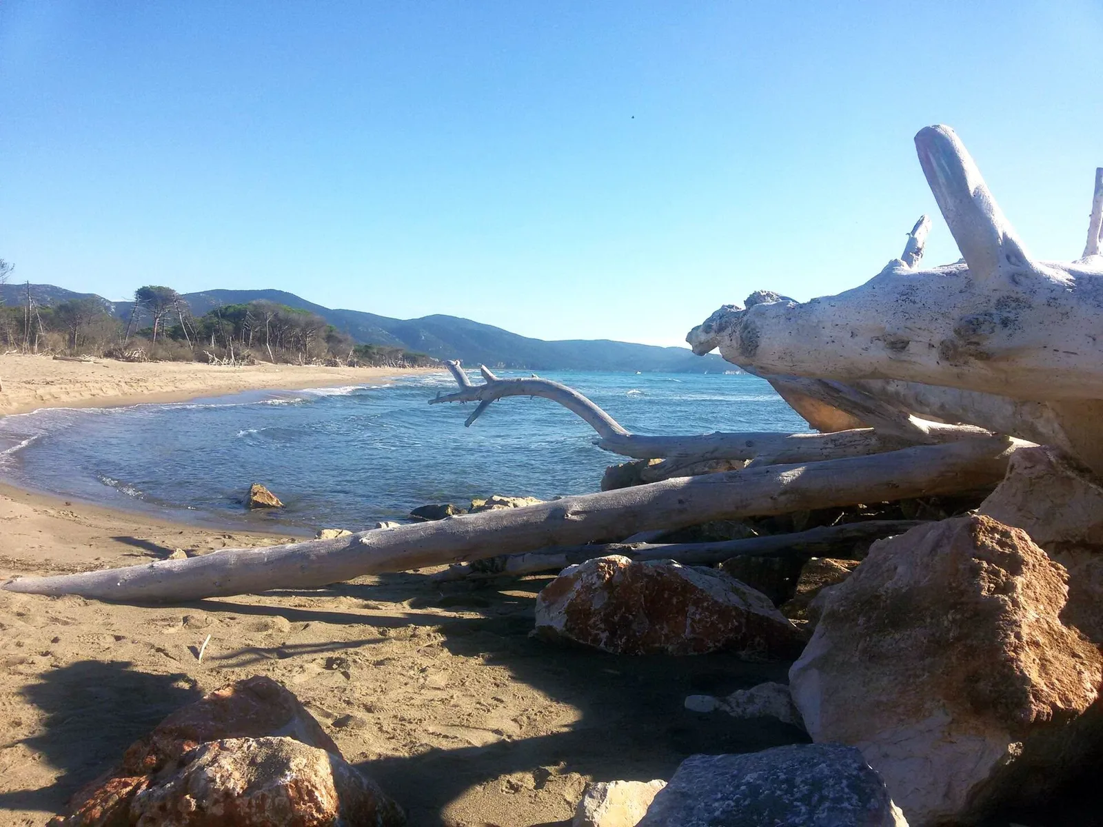 Tronchi portati dal mare sulla spiaggia del Parco della Maremma