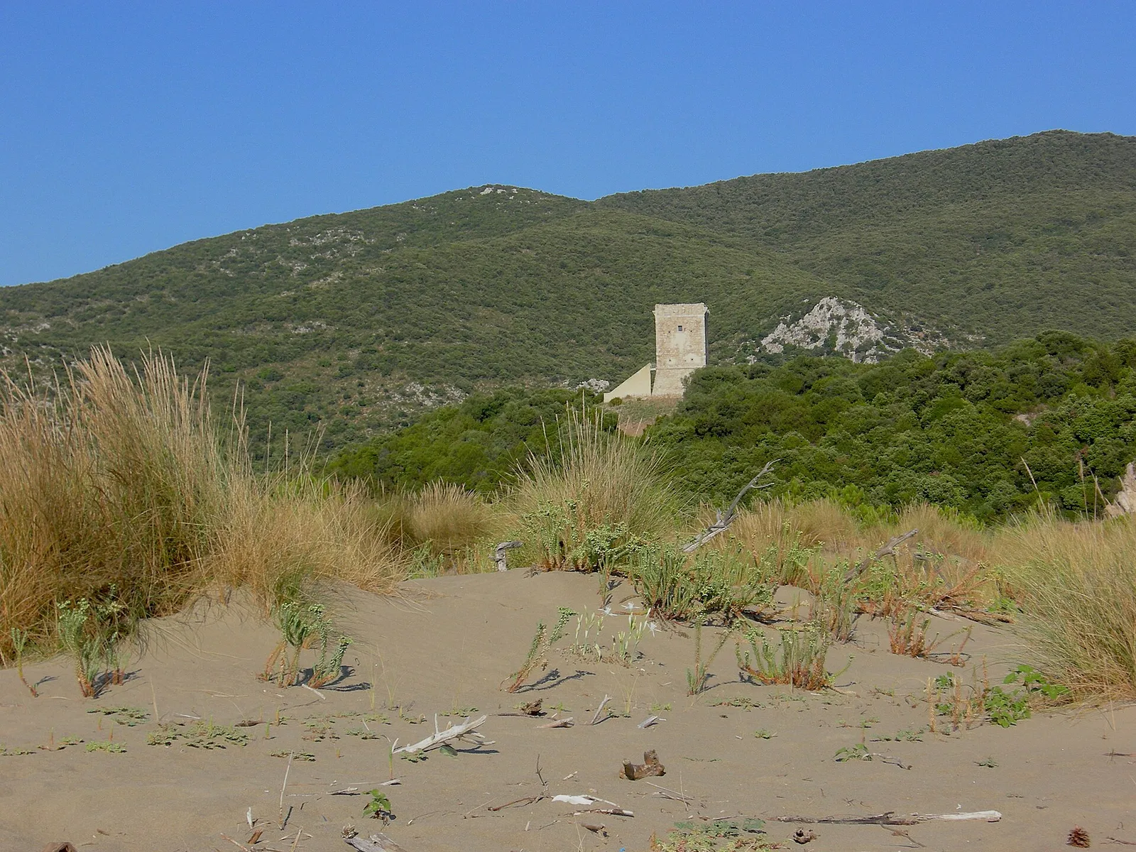 Le dune della spiaggia del Parco della Maremma con la torre di Collelungo sul promontorio